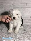 Bobtail puppies for sale from Nis city in Serbia - Bobtail - Old English Sheepdog (016)