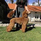 Standard poodle puppies - Poodle (172)