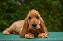English cocker spaniel - English Cocker Spaniel (005) English cocker spaniel - English Cocker Spaniel (005)
