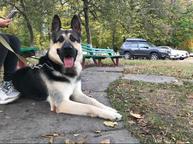 Puppies *Infinity Kingdom* - East-European Shepherd Puppies *Infinity Kingdom* - East-European Shepherd