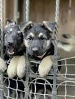 Puppies *Infinity Kingdom* - East-European Shepherd Puppies *Infinity Kingdom* - East-European Shepherd