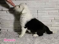 Bobtail puppies for sale from Nis city in Serbia - Bobtail - Old English Sheepdog (016)