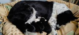 Border Collie/Karakachan Puppies - Border Collie (297)