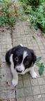 Border Collie/Karakachan Puppies - Border Collie (297)