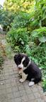 Border Collie/Karakachan Puppies - Border Collie (297)