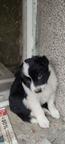 Border Collie/Karakachan Puppies - Border Collie (297)