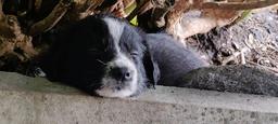 Border Collie/Karakachan Puppies - Border Collie (297)