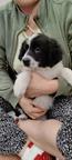 Border Collie/Karakachan Puppies - Border Collie (297)