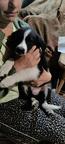 Border Collie/Karakachan Puppies - Border Collie (297)