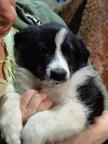 Border Collie/Karakachan Puppies - Border Collie (297)