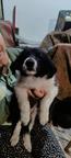 Border Collie/Karakachan Puppies - Border Collie (297)