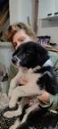 Border Collie/Karakachan Puppies - Border Collie (297)