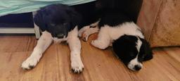 Border Collie/Karakachan Puppies - Border Collie (297)