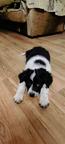 Border Collie/Karakachan Puppies - Border Collie (297)