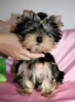 Yorkshire Terrier with pedigree