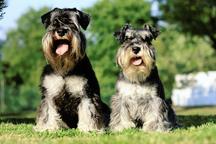 Miniature schnauzer blacksilver