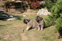 Puppies after excellent parents - Sarplaninac