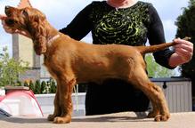 Irish red setter puppies - Irish Red Setter (120)