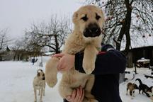 Caucasian Shepherd Dog - Caucasian Shepherd Dog (328)