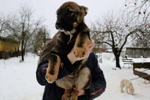 Caucasian Shepherd Dog - Caucasian Shepherd Dog (328)