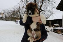 Caucasian Shepherd Dog - Caucasian Shepherd Dog (328)