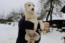 Caucasian Shepherd Dog - Caucasian Shepherd Dog (328)