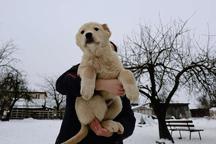 Caucasian Shepherd Dog - Caucasian Shepherd Dog (328)