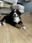  Bernese mountain - Ciobanesc de berna - Bernese Mountain Dog (045)