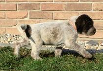 Spinone Italiano puppies - Italian Wire-Haired Pointing Dog - Spinone (165)