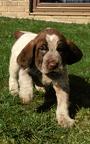 Spinone Italiano puppies - Italian Wire-Haired Pointing Dog - Spinone (165)