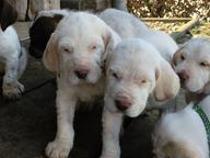 Spinone Italiano puppies - Italian Wire-Haired Pointing Dog - Spinone (165)