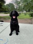 Flat-coated retrievers with pedigree - Flat Coated Retriever (121)