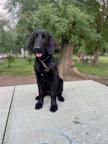 Flat-coated retrievers with pedigree - Flat Coated Retriever (121)