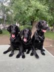 Flat-coated retrievers with pedigree - Flat Coated Retriever (121)