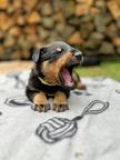 Beauceron Puppies for Sale - Beauceron (044)