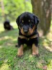 Beauceron Puppies for Sale - Beauceron (044)