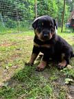 Beauceron Puppies for Sale - Beauceron (044)
