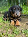 Beauceron Puppies for Sale - Beauceron (044)