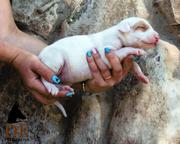 Ibizan hound puppies looking for home - Ibizan Warren Hound (089)