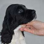 English springer spaniel puppies - English Springer Spaniel (125) English springer spaniel puppies - English Springer Spaniel (125)