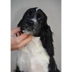 English springer spaniel puppies - English Springer Spaniel (125) English springer spaniel puppies - English Springer Spaniel (125)