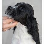 English springer spaniel puppies - English Springer Spaniel (125) English springer spaniel puppies - English Springer Spaniel (125)
