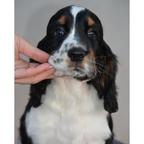 English springer spaniel puppies - English Springer Spaniel (125) English springer spaniel puppies - English Springer Spaniel (125)