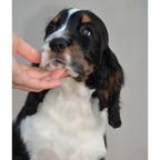 English springer spaniel puppies - English Springer Spaniel (125) English springer spaniel puppies - English Springer Spaniel (125)