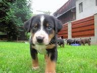 Beautifull puppies of Appenzeller - Appenzell Cattle Dog (046)