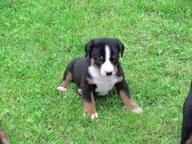 Beautifull puppies of Appenzeller - Appenzell Cattle Dog (046)