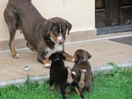 Beautifull puppies of Appenzeller - Appenzell Cattle Dog (046)