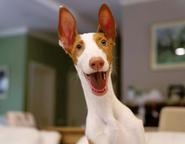 Ibizan Hound puppy - Ibizan Warren Hound (089)