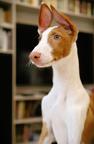 Ibizan Hound puppy - Ibizan Warren Hound (089)