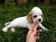Red and White American cocker spaniel Males - American Cocker Spaniel (167)